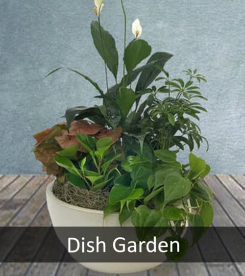 Dish Garden