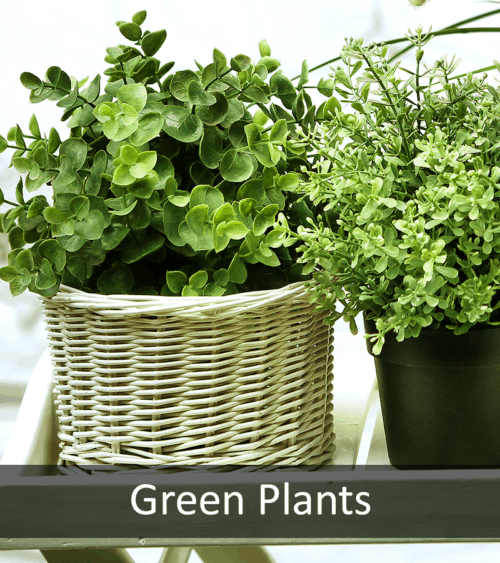 Green Plants