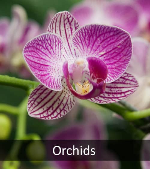 Orchids