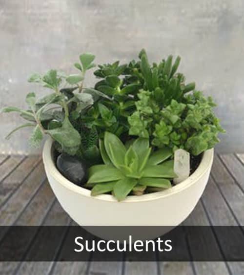 Succulents