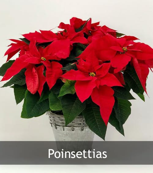 Poinsettias