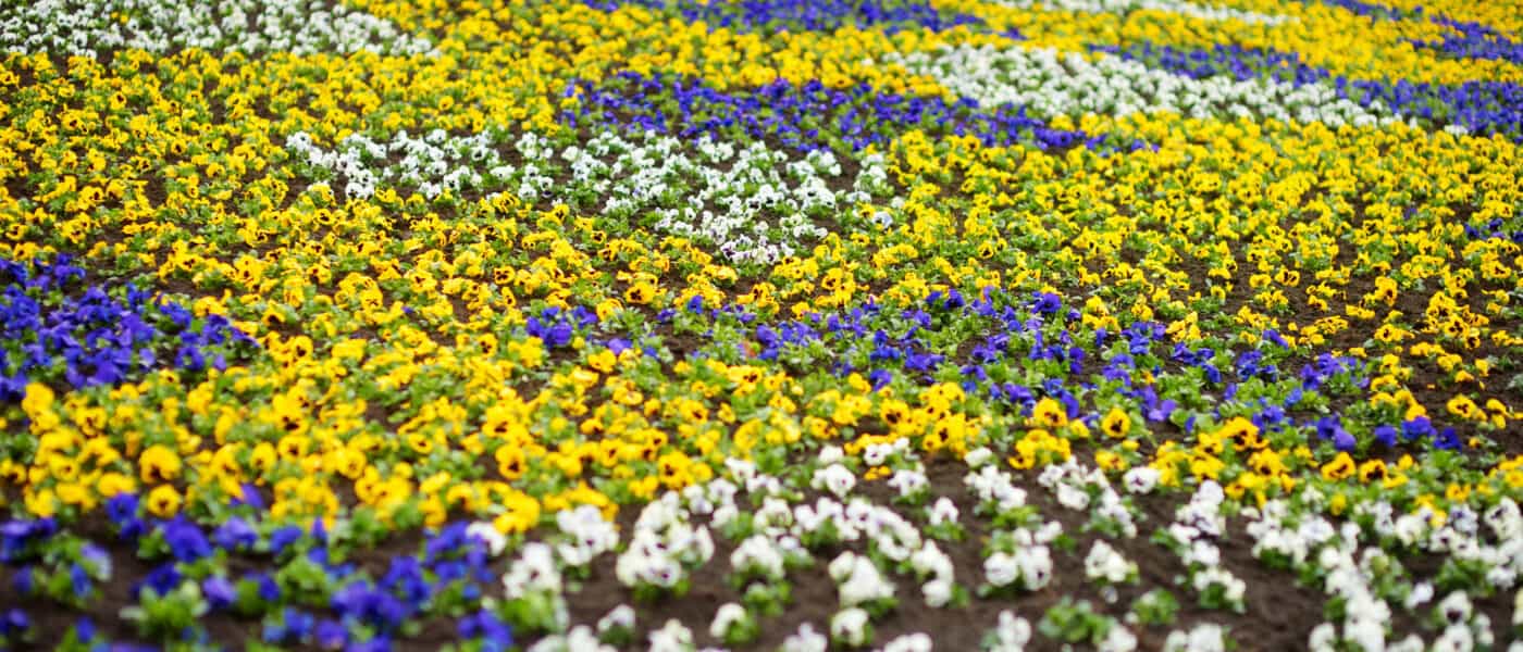 Pansies, Pansies For Sale, Buy Pansies at Veldkamp's Garden Center