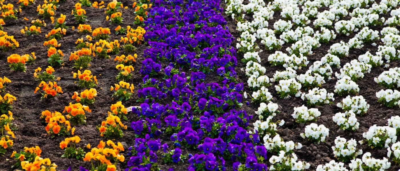 Pansies, Pansies For Sale, Buy Pansies at Veldkamp's Garden Center