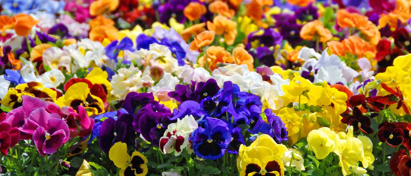 Pansies, Pansies For Sale, Buy Pansies at Veldkamp's Garden Center