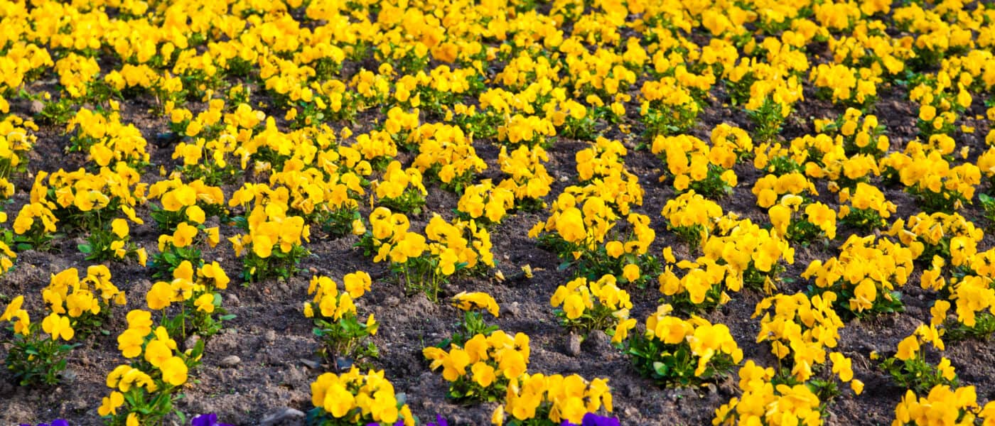 Pansies, Pansies For Sale, Buy Pansies at Veldkamp's Garden Center