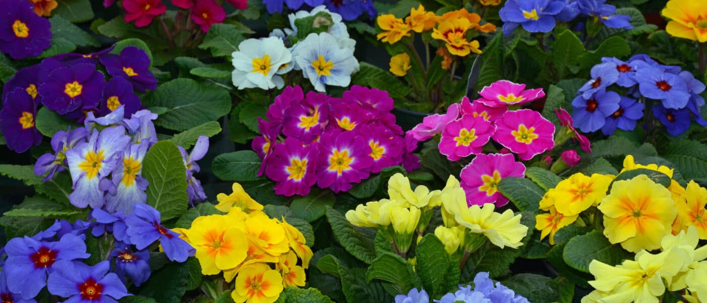 Pansies, Pansies For Sale, Buy Pansies at Veldkamp's Garden Center