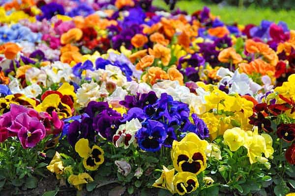 Pansies, Pansies For Sale, Buy Pansies at Veldkamp's Garden Center