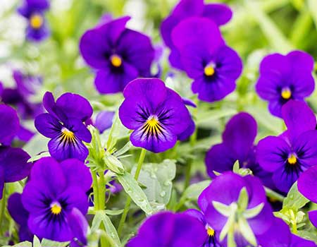 Pansies, Pansies For Sale, Buy Pansies at Veldkamp's Garden Center