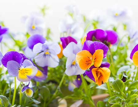 Pansies, Pansies For Sale, Buy Pansies at Veldkamp's Garden Center