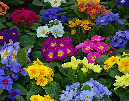 Pansies, Pansies For Sale, Buy Pansies at Veldkamp's Garden Center